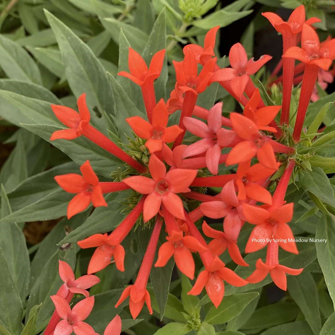 Bouvardia x PP34579 ‘Estrellita Little Star’®