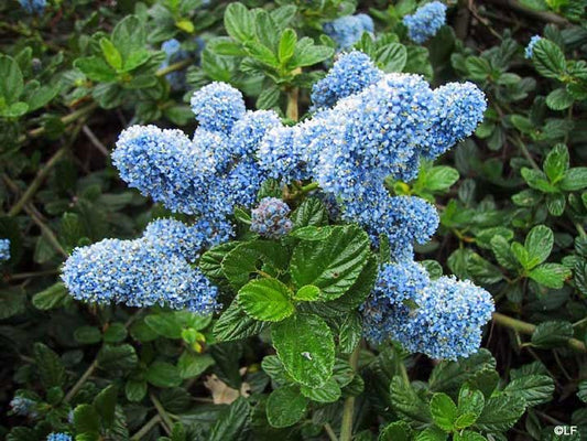 Ceanothus griseus var. horizontalis 'Yankee Point'