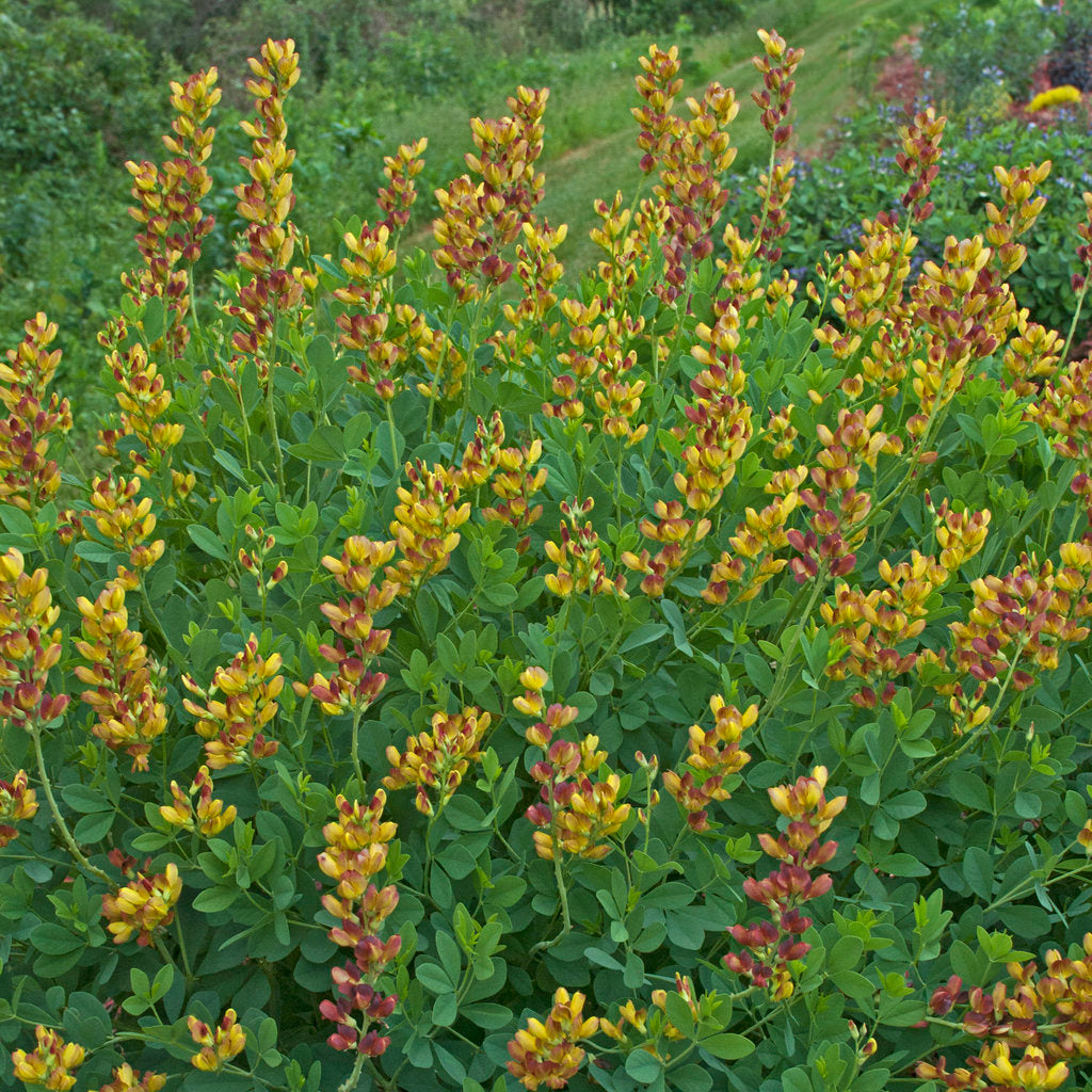 Baptisia 'Cherries Jubilee' PP23907