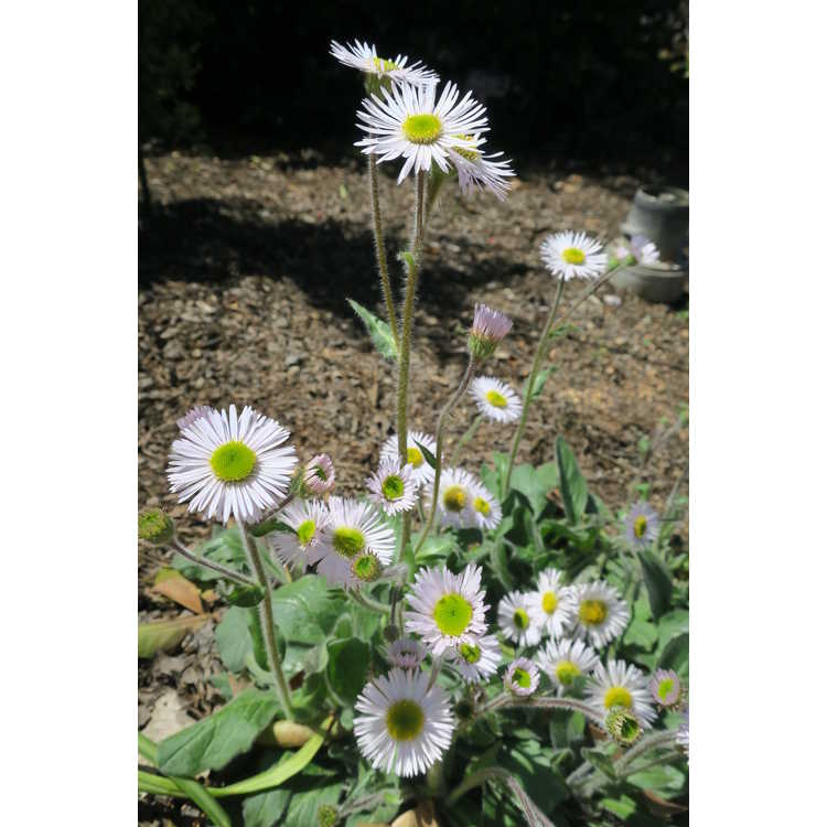 Erigeron pulchellus ‘Meadow Muffin’