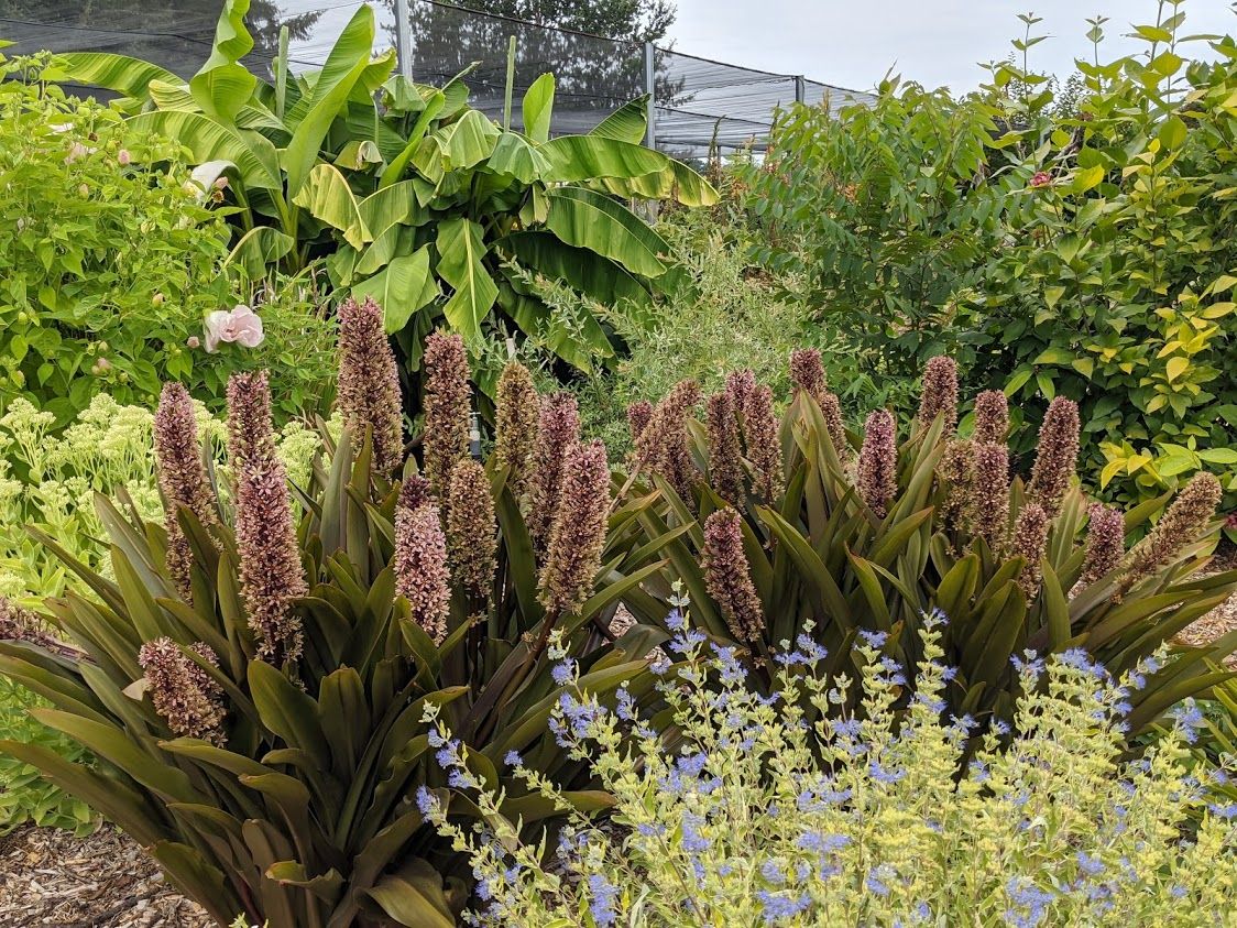 Eucomis ‘Sparkling Burgundy’