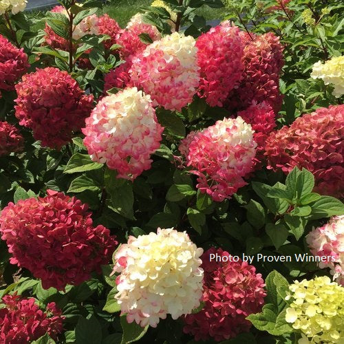 Hydrangea paniculata 'Little Lime Punch’®