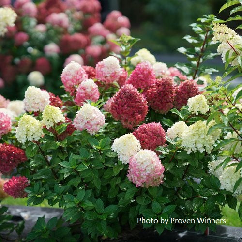 Hydrangea paniculata 'Little Lime Punch’®