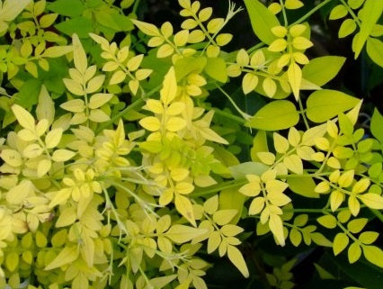 Jasminum officinale 'Fiona Sunrise'