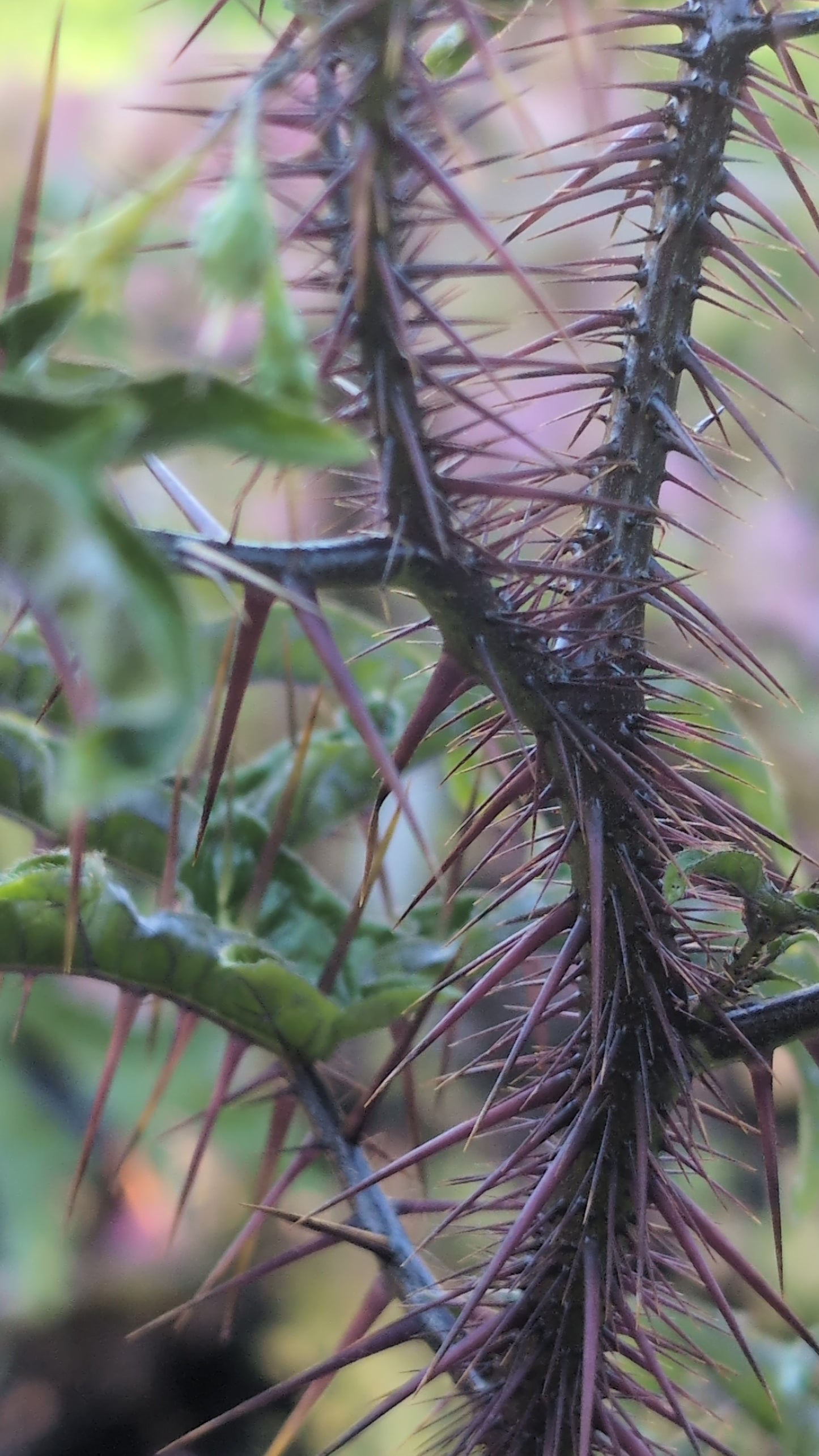 Solanum atropurpureum 'Malevolence'