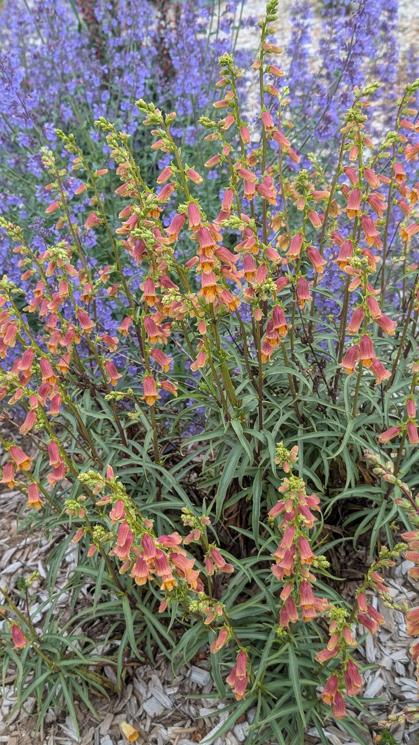 Digitalis obscura - avail for spring 2026 orders