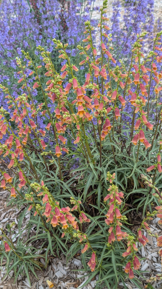 Digitalis obscura - avail for spring 2026 orders