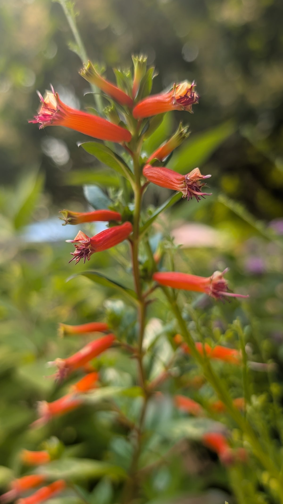 Cuphea ‘David Verity‘