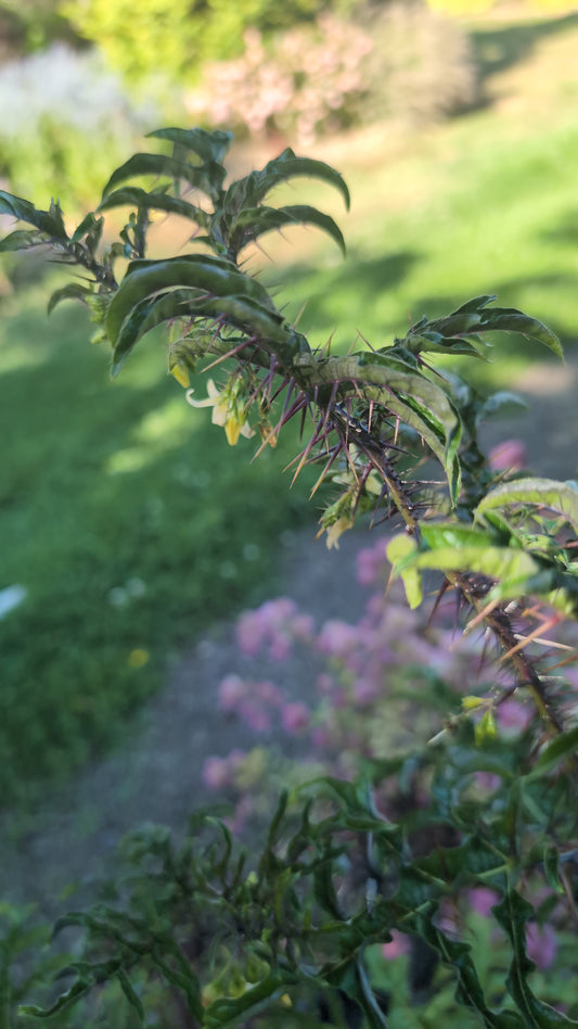 Solanum atropurpureum 'Malevolence'