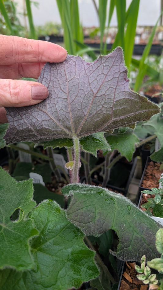 Senecio cristobalensis