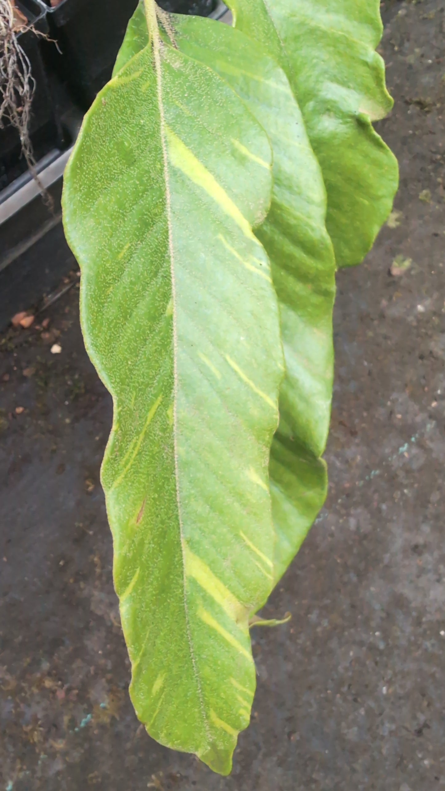 Pyrrosia lingua ‘Ogon Nishiki‘