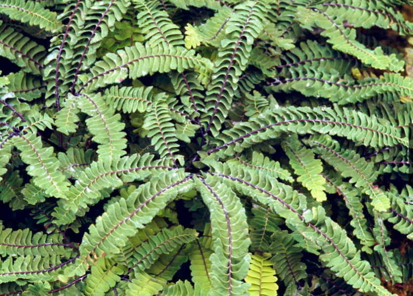 Adiantum aleuticum Subpumilum