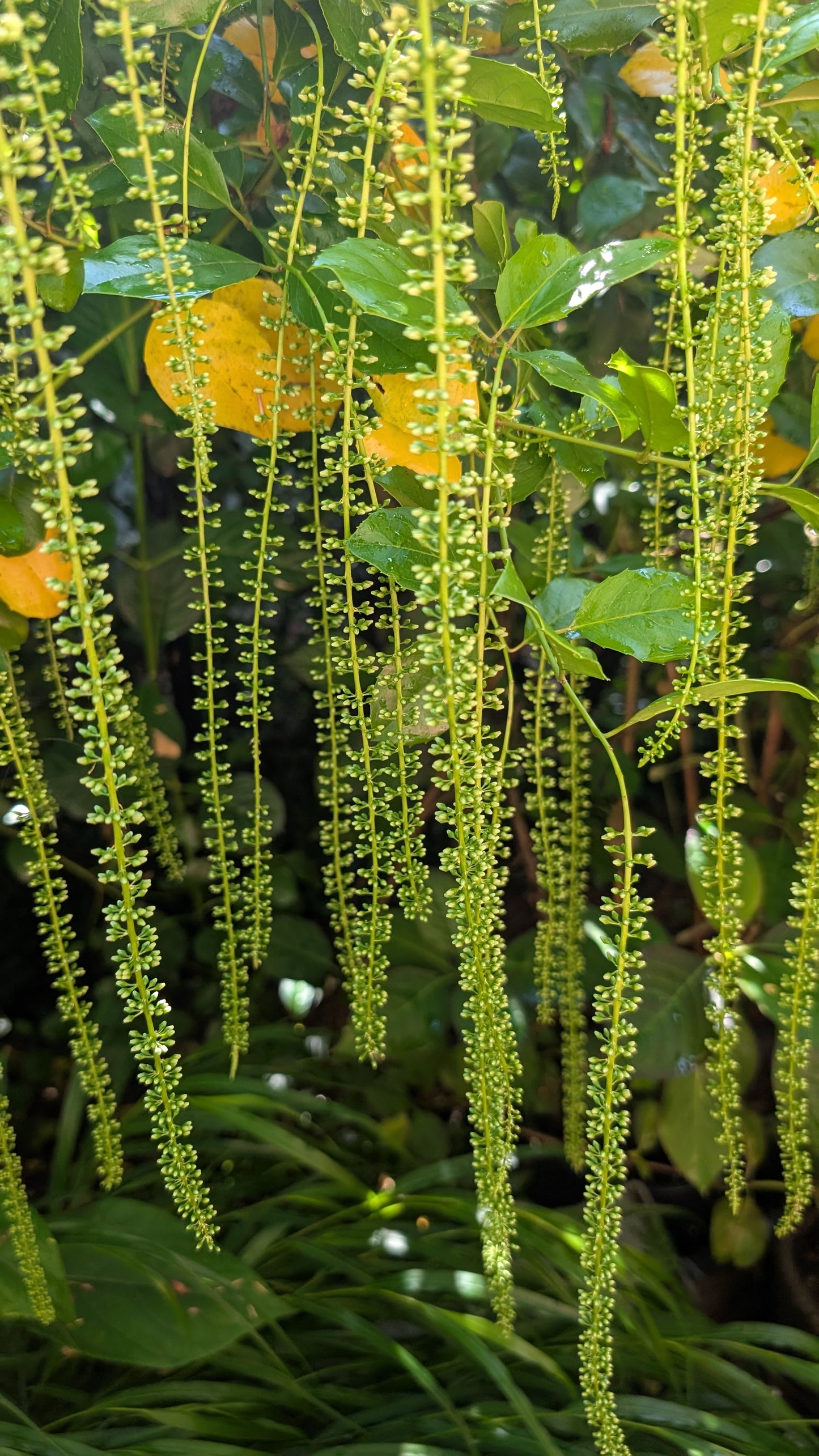 Itea ilicifolia