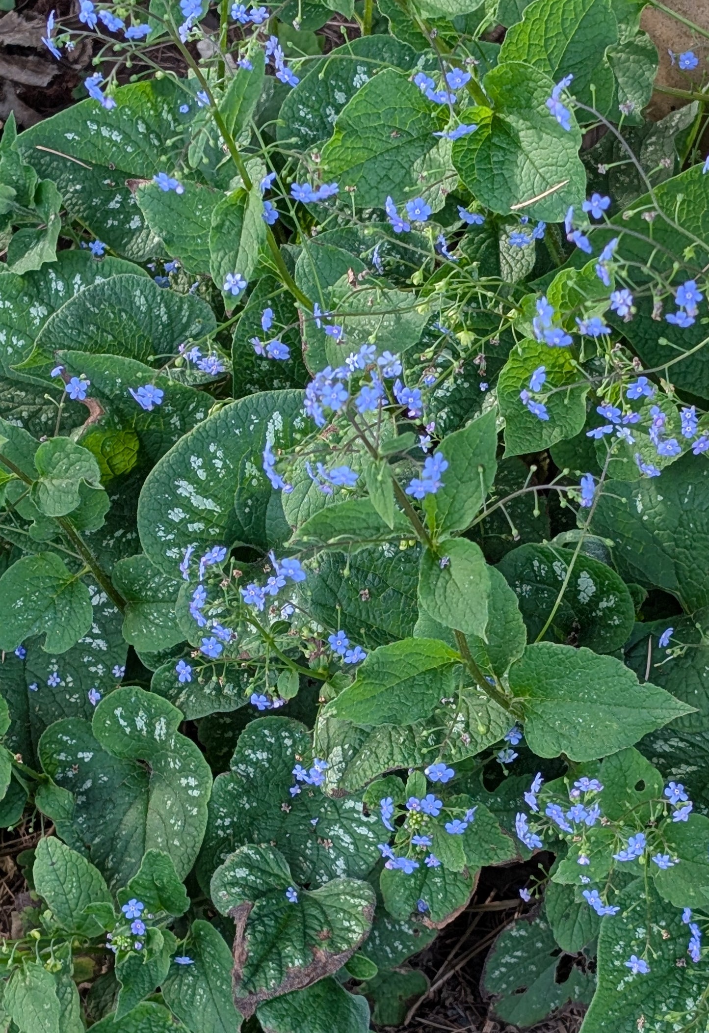 Brunnera macrophylla 'Langtrees'