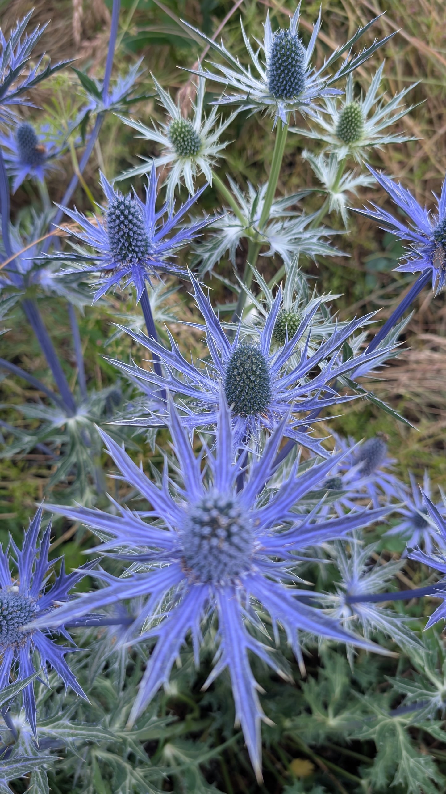 Eryngium x zabelii ‘Big Blue‘