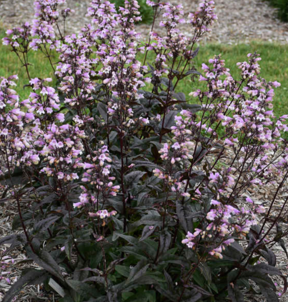 Penstemon ‘Blackbeard’ PP30052