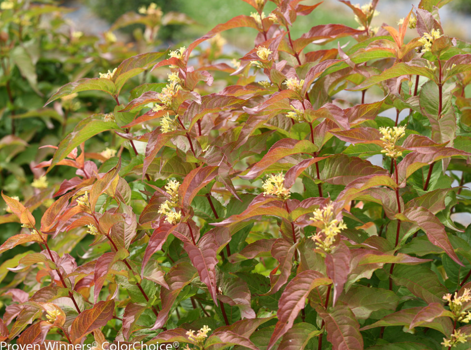 Diervilla x splendens ‘Kodiak® Orange‘ PPAF