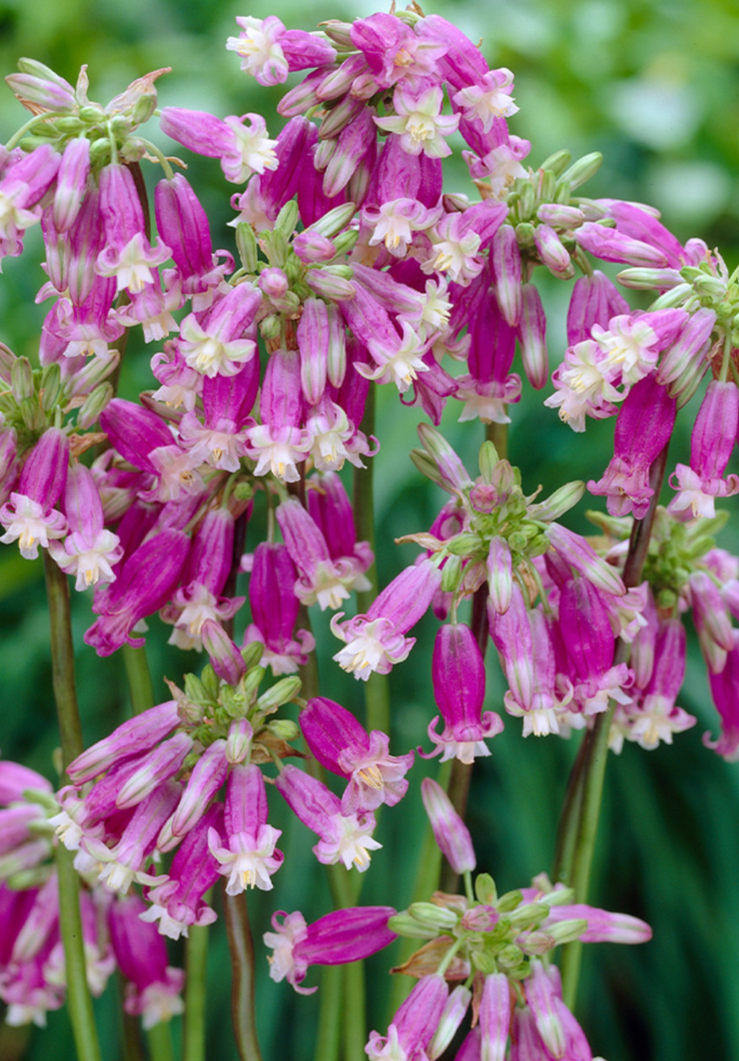 Brodiaea ‘Pink Diamond’