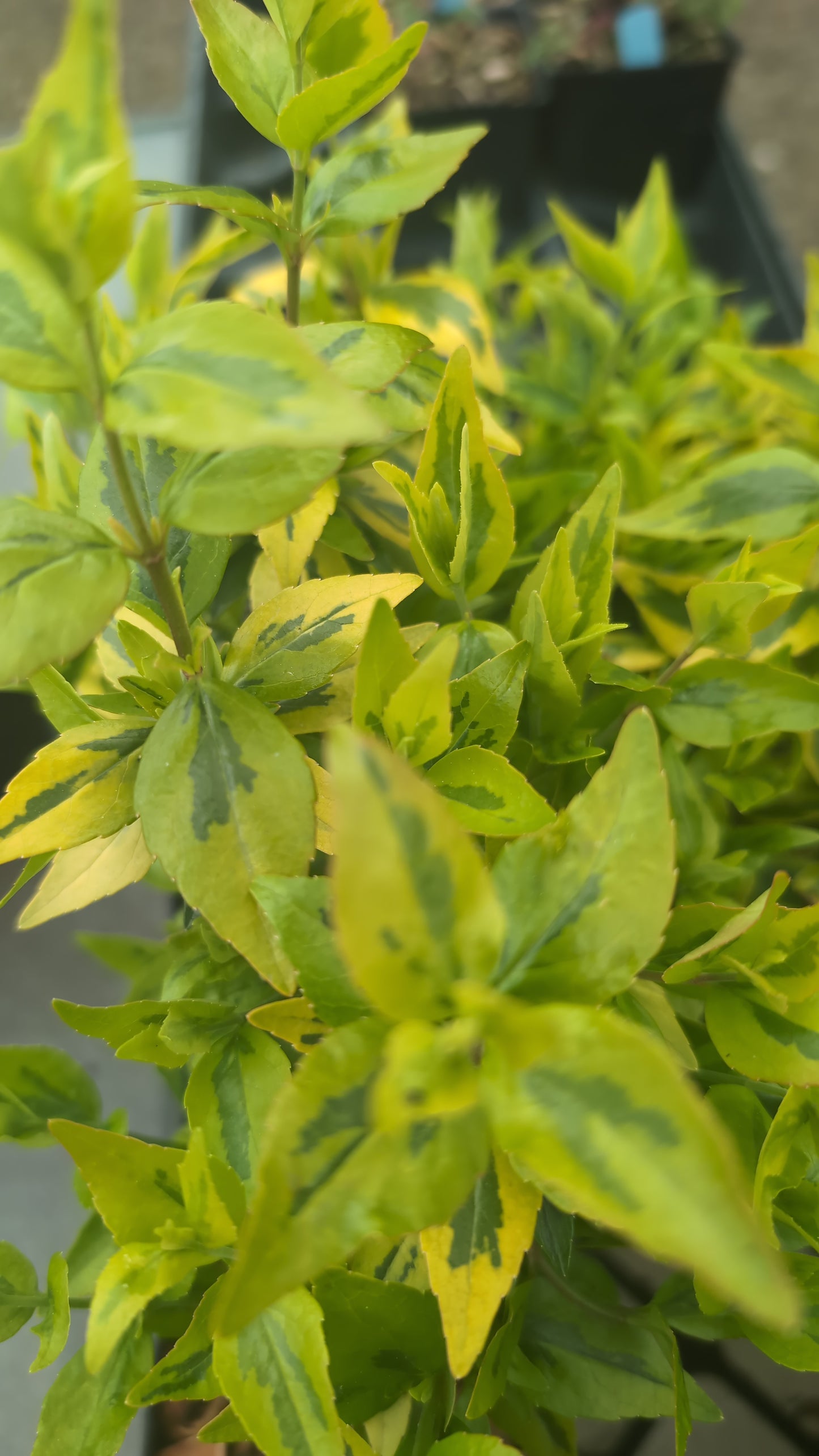 Abelia grandiflora ‘Kaleidoscope’