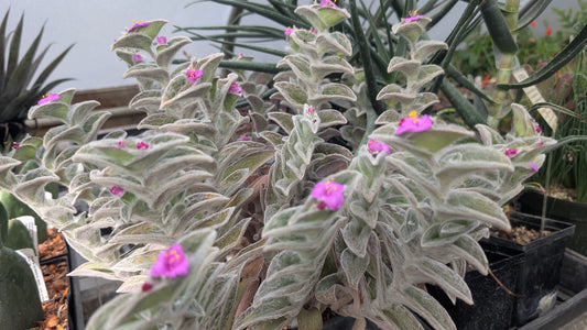 Tradescantia sillamontana