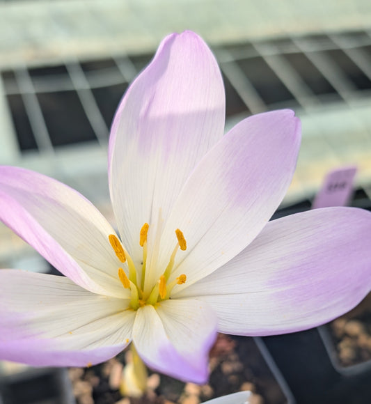 Colchicum ‘Anatares’