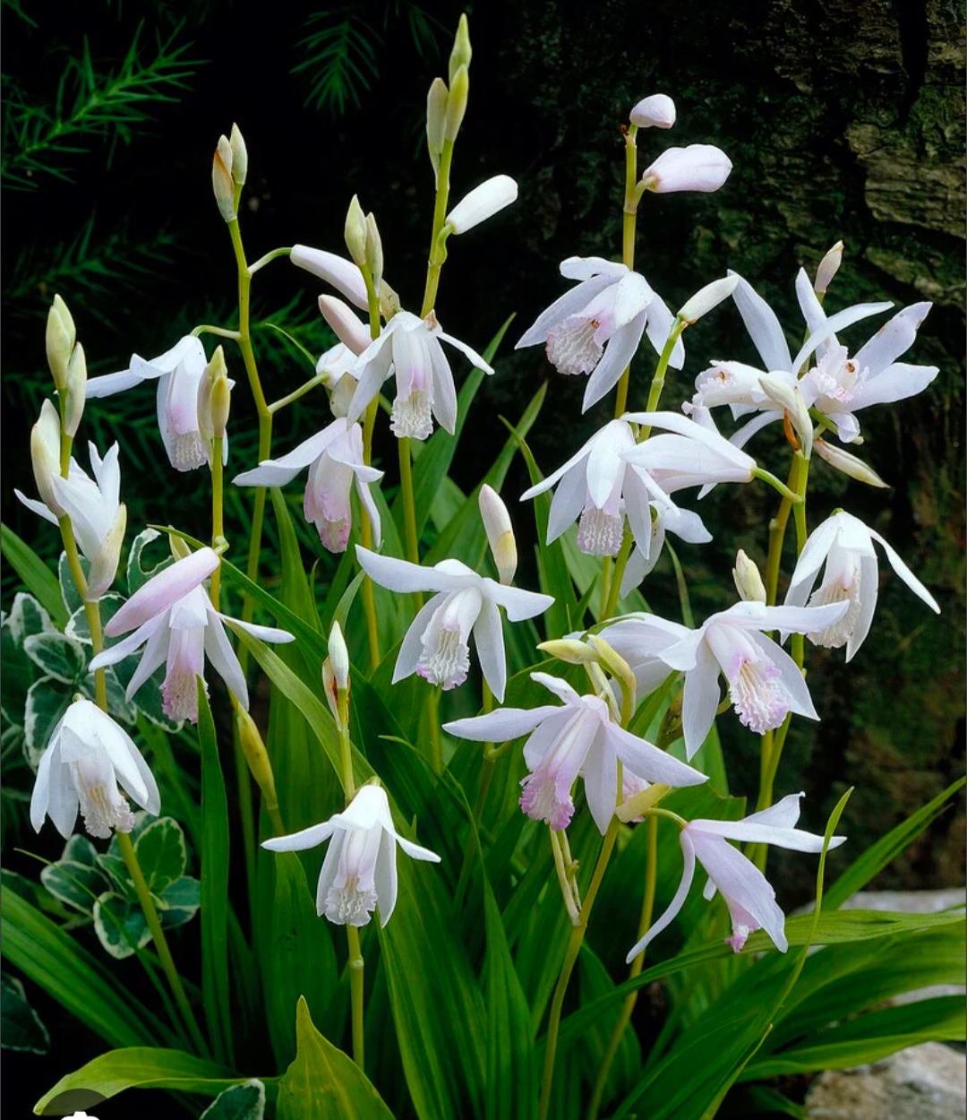 Bletilla striata 'Alba'