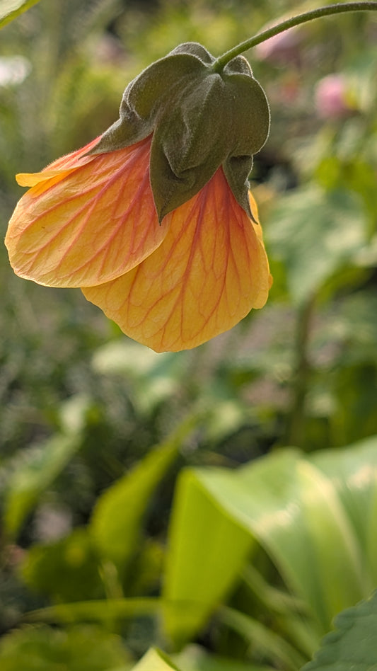 Abutilon hybridum 'Dennis'
