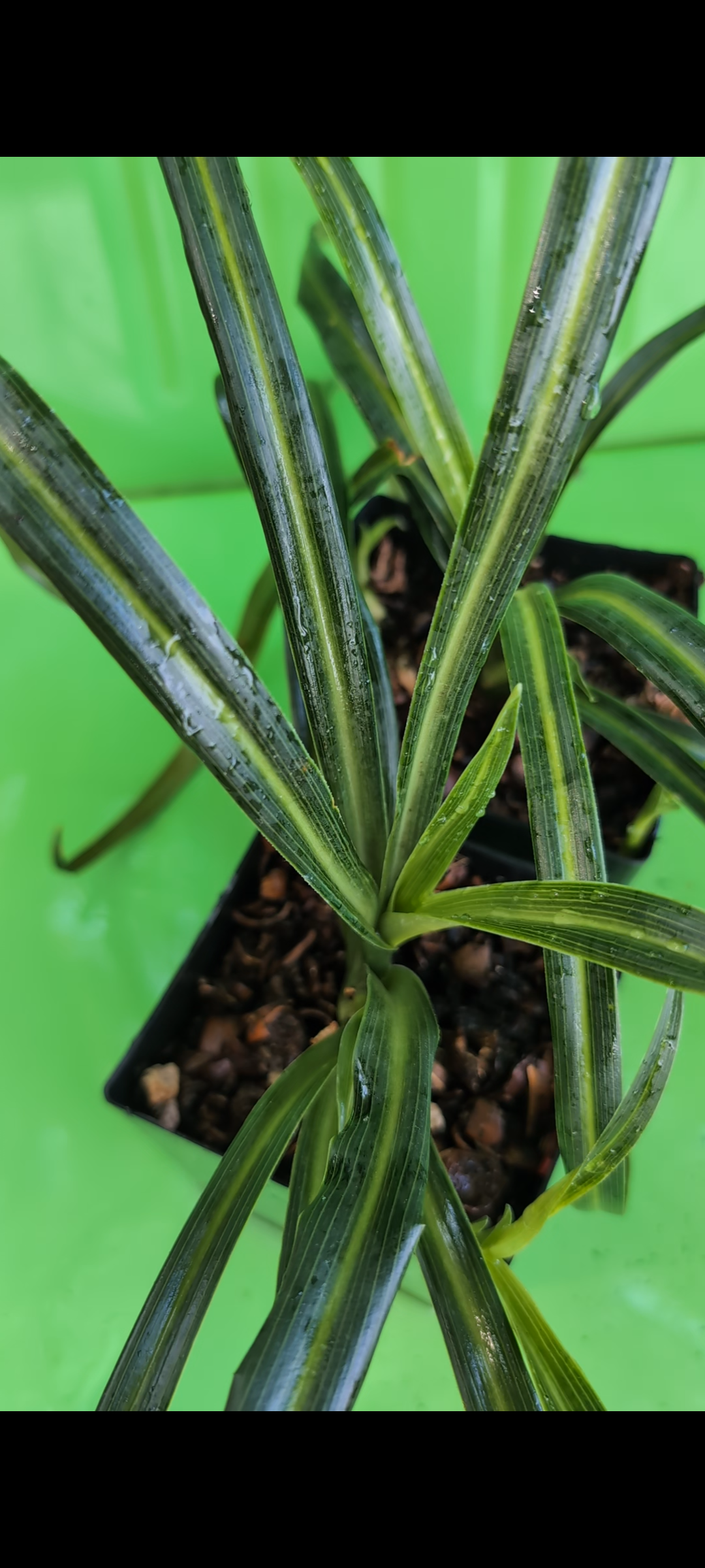 Rohdea pachynema EDHCH97106