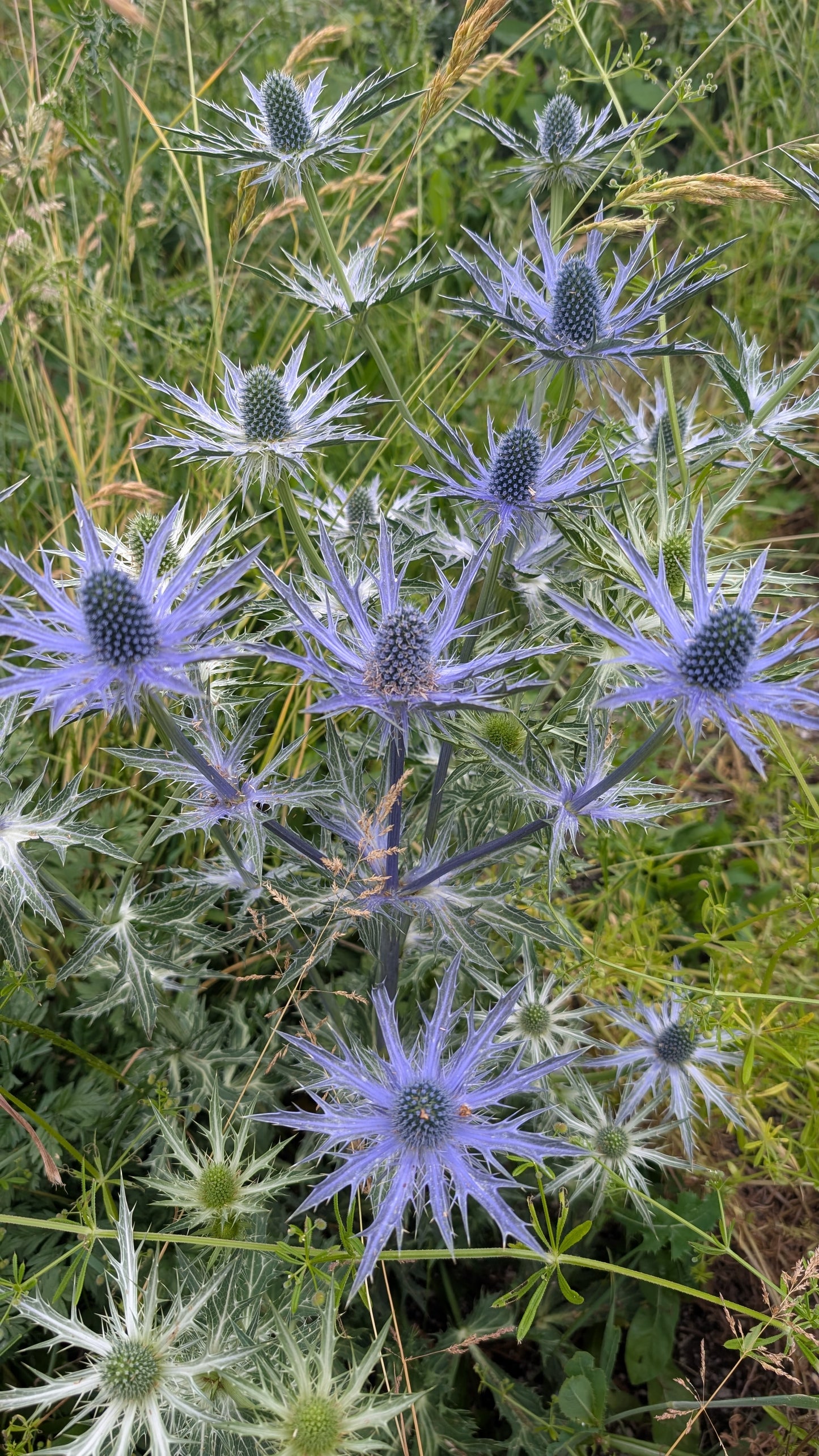 Eryngium x zabelii ‘Big Blue‘