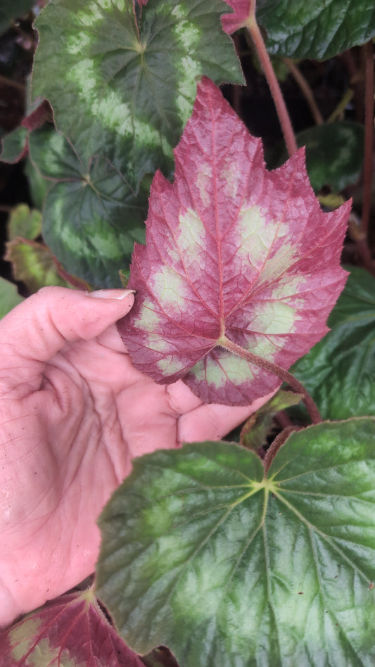 Begonia aff. annulata DJHAP 18066