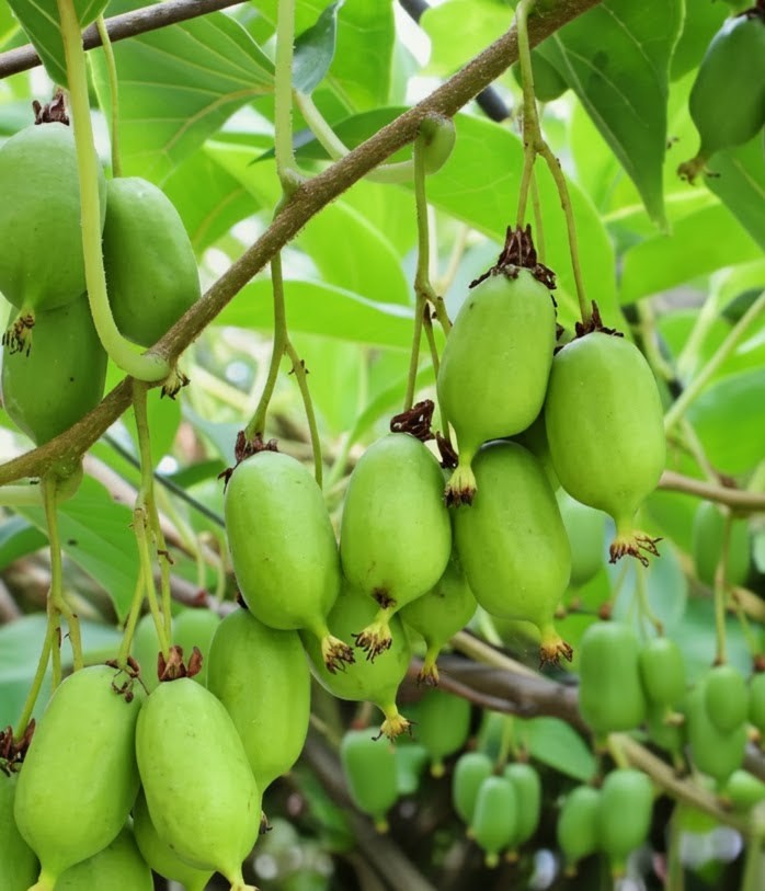 Actinidia arguta 'Prolific'