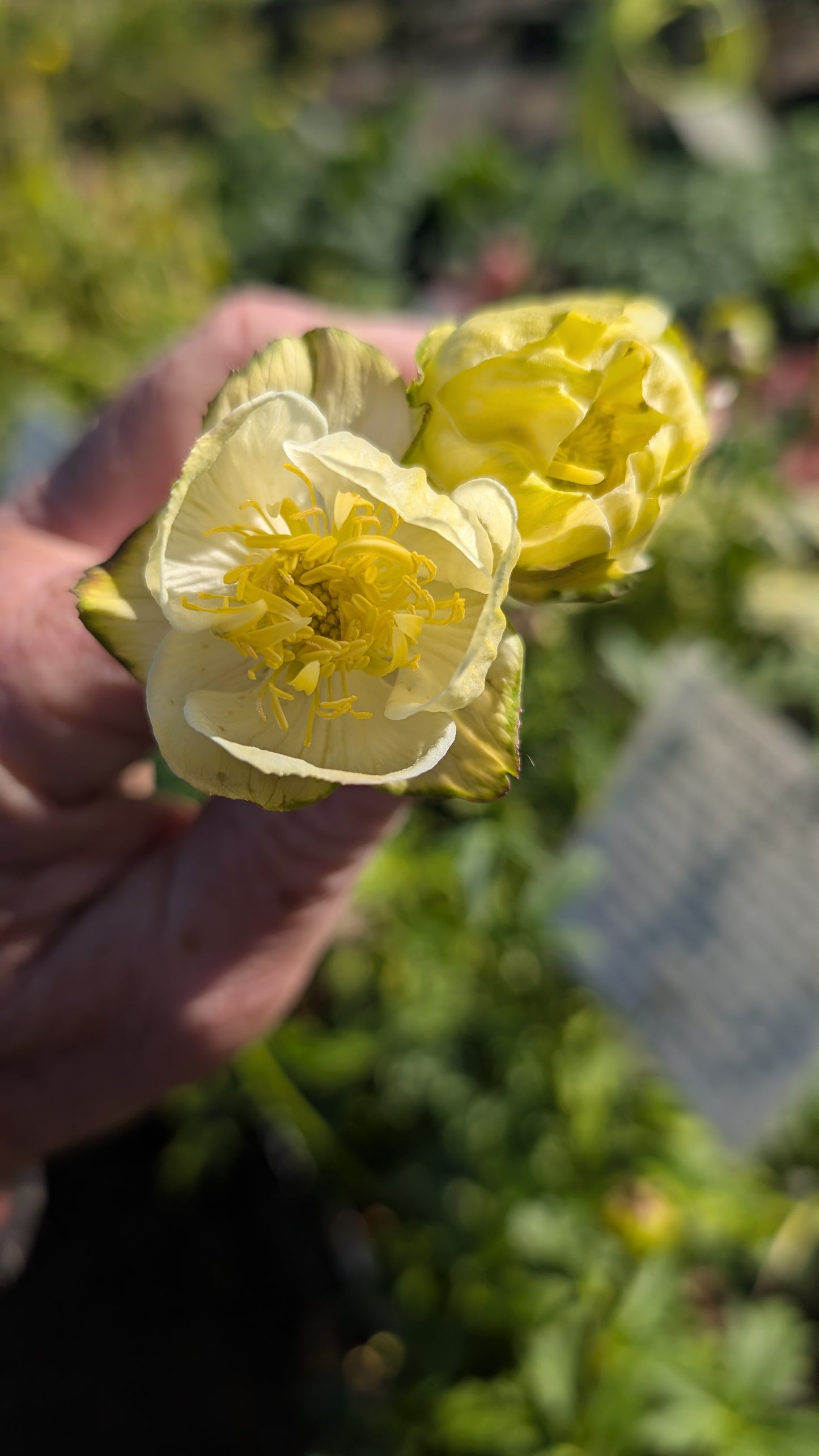 Trollius x cultorum ‘Alabaster’