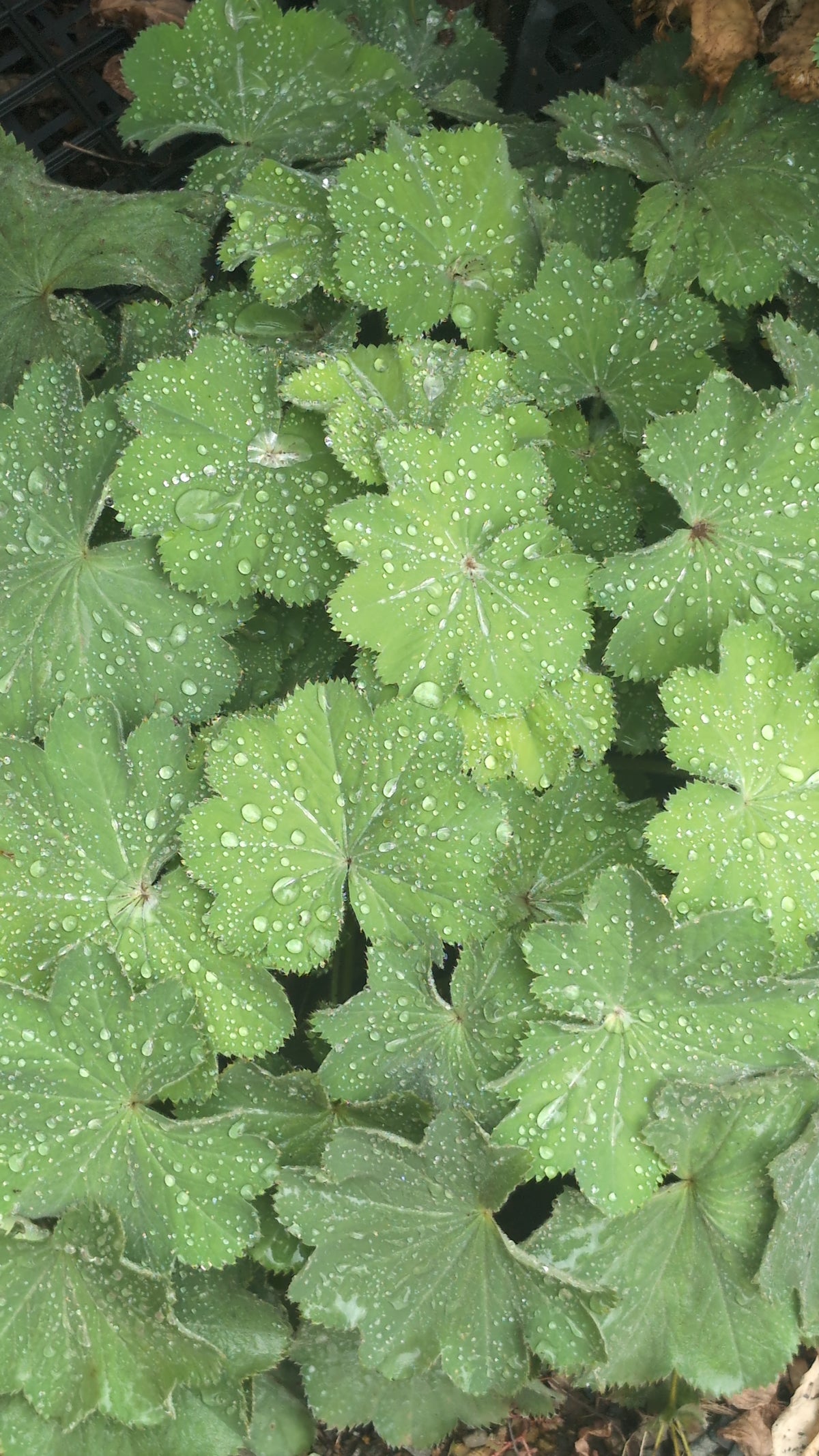 Alchemilla mollis