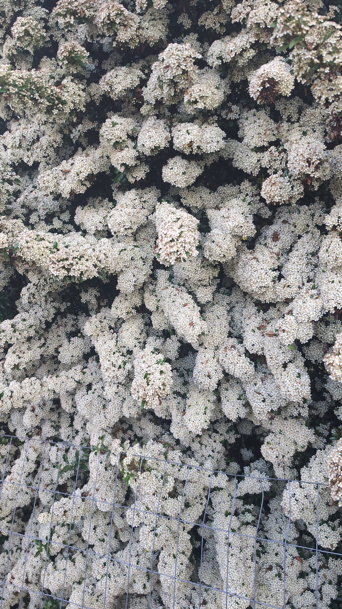 Pyracantha atalantioides 'Little Gnome' ®