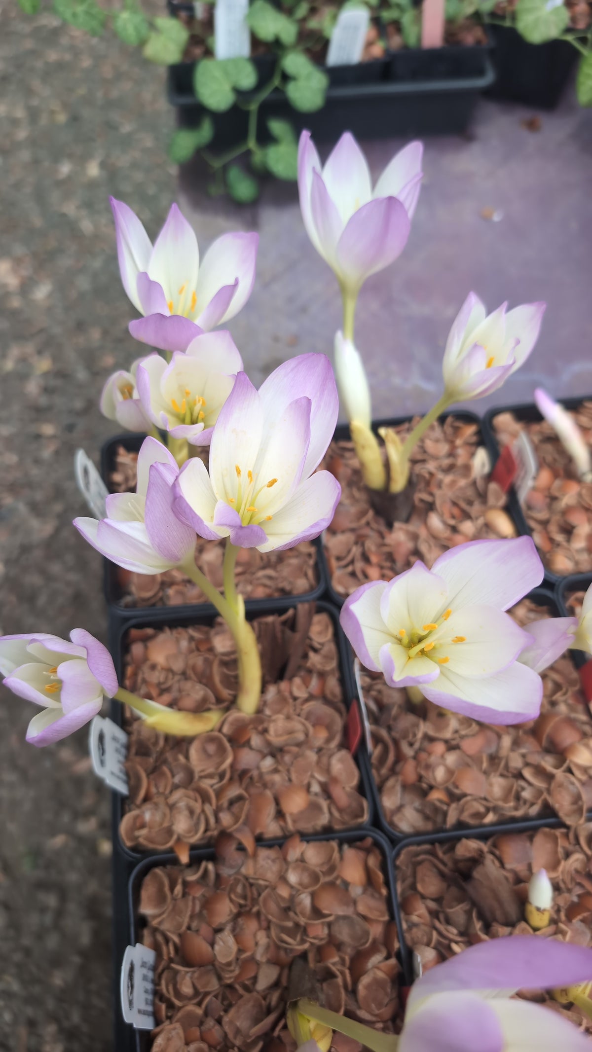 Colchicum ‘Anatares’