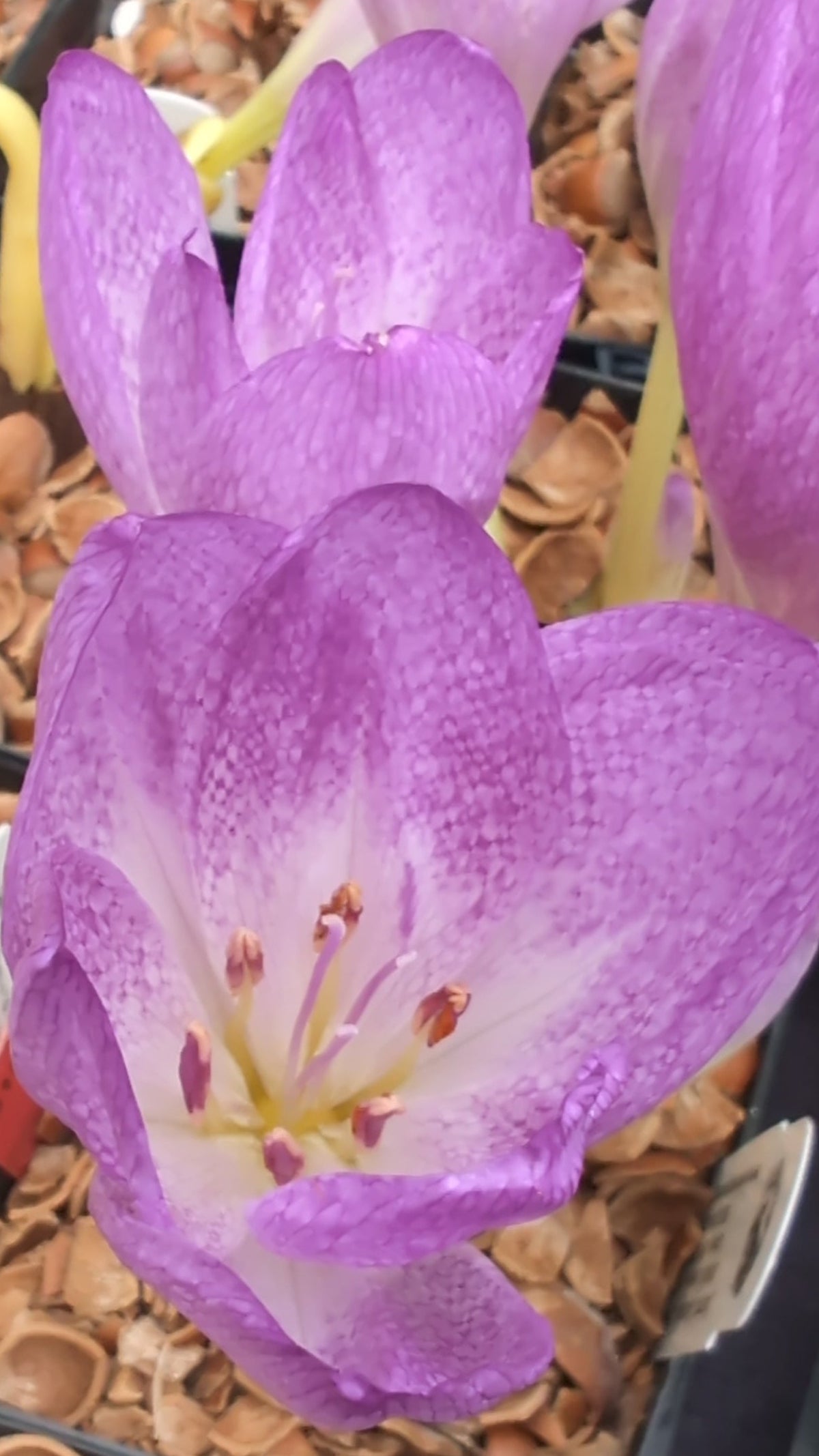 Colchicum ‘Disraeli’