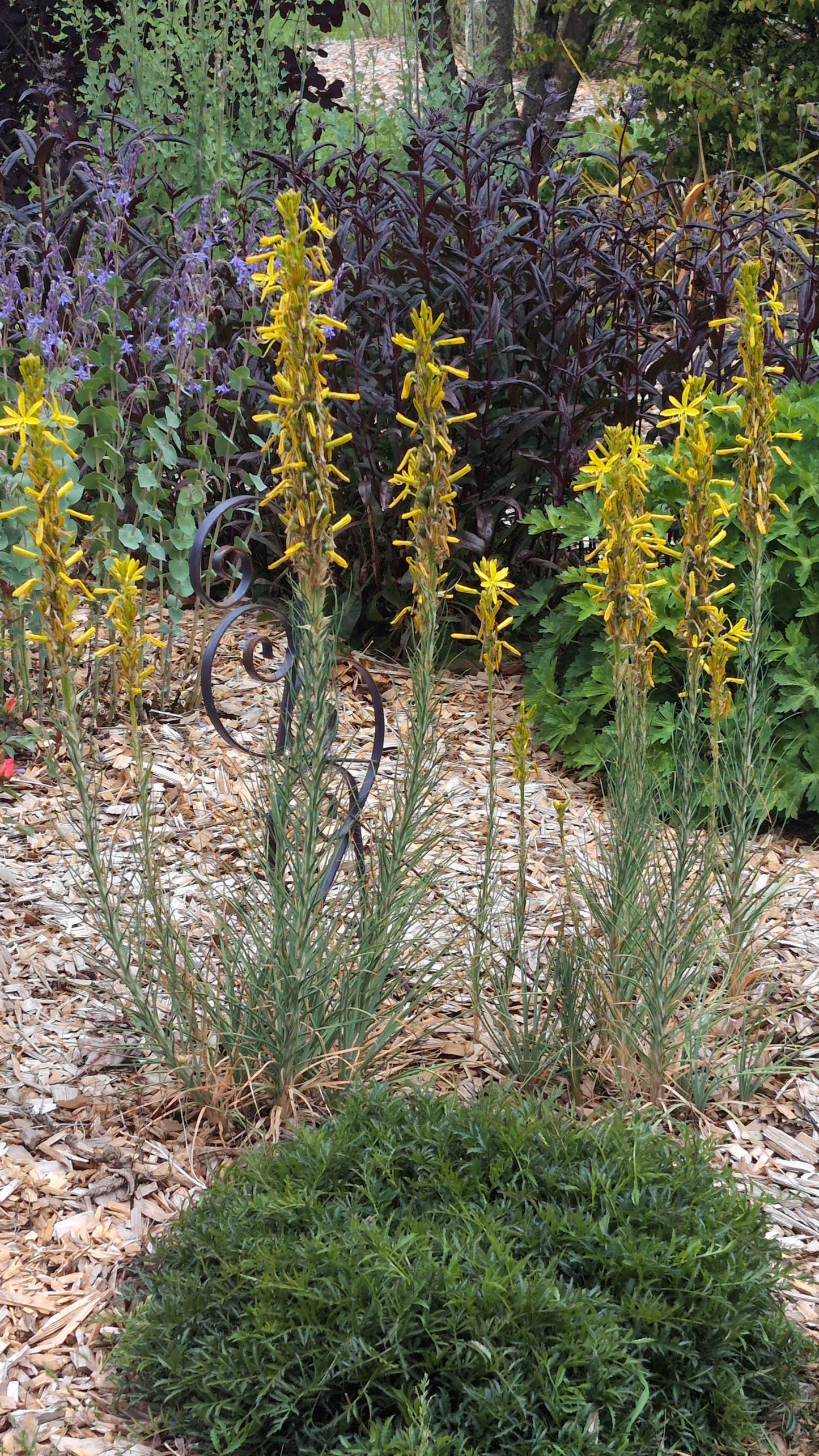 Asphodeline lutea