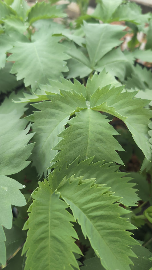 Melianthus major 'Antonow's Blue'