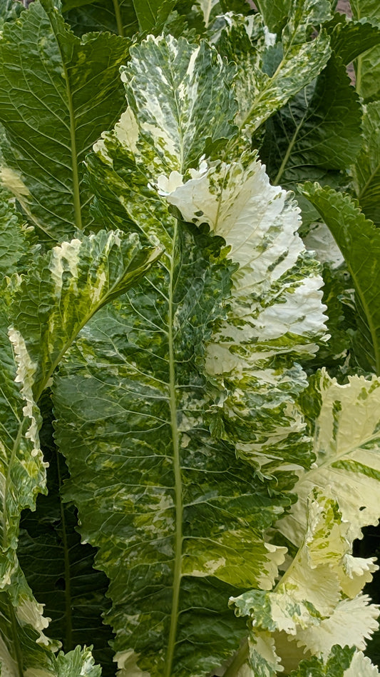 Armoracia rusticana 'Variegata'