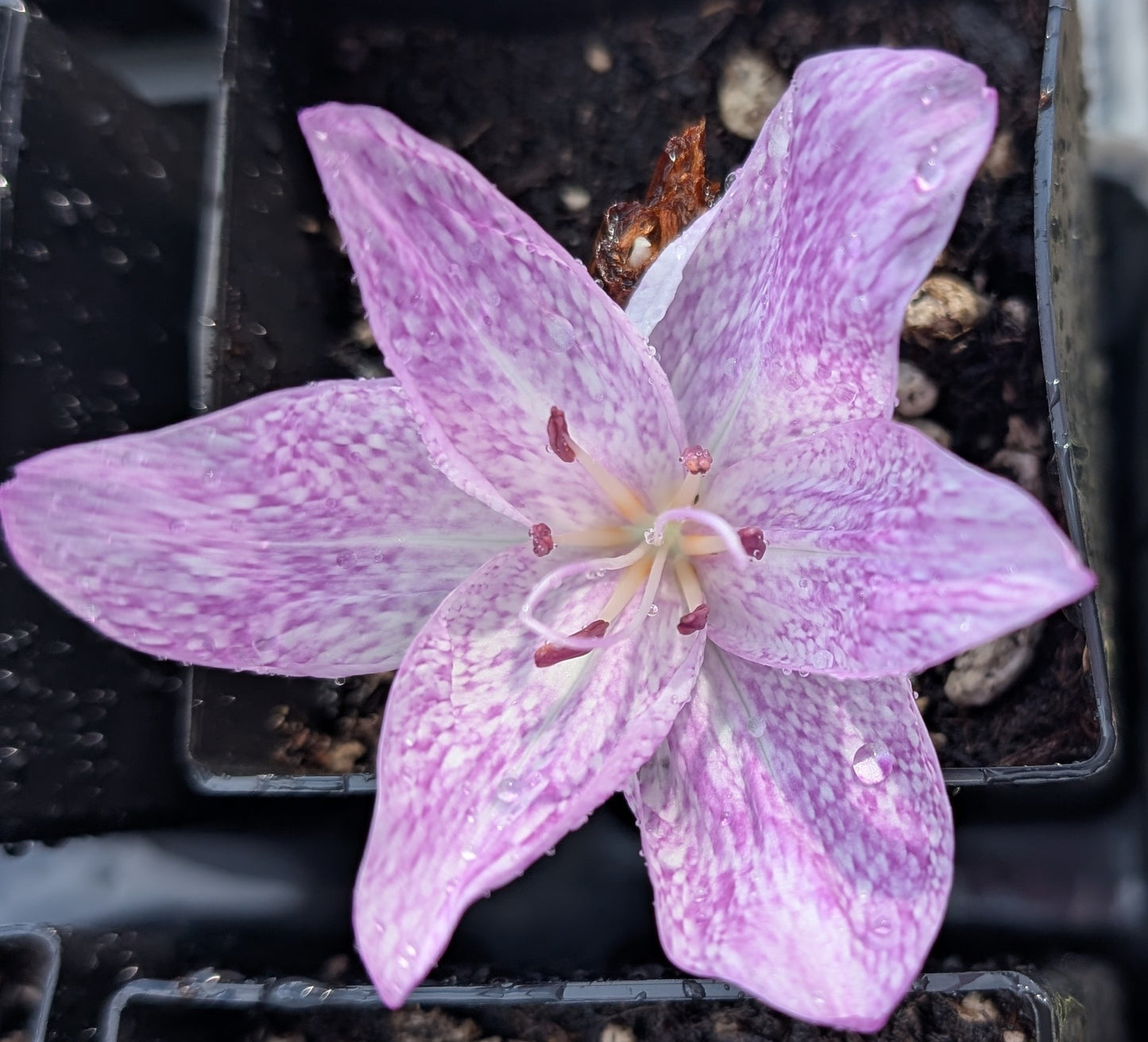 Colchicum x agrippinum