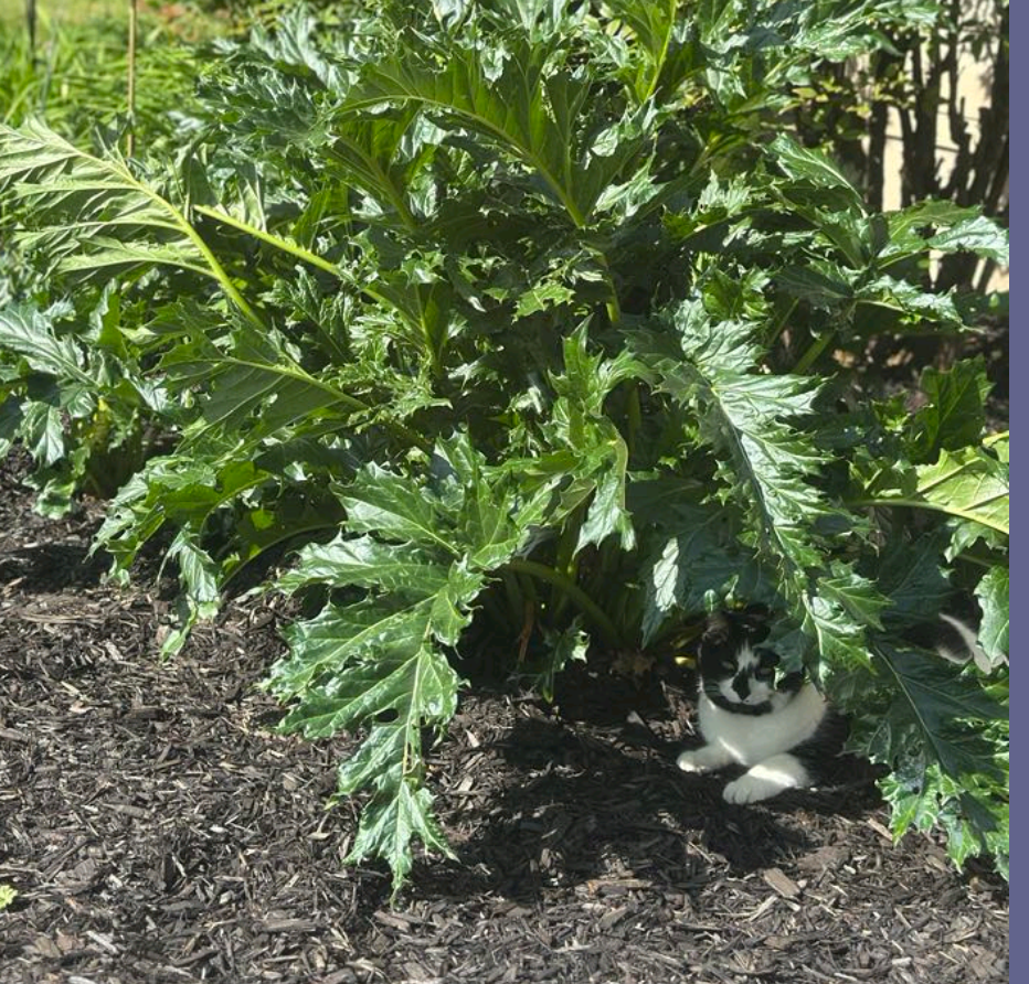 Acanthus mollis 'Jeff Albus'
