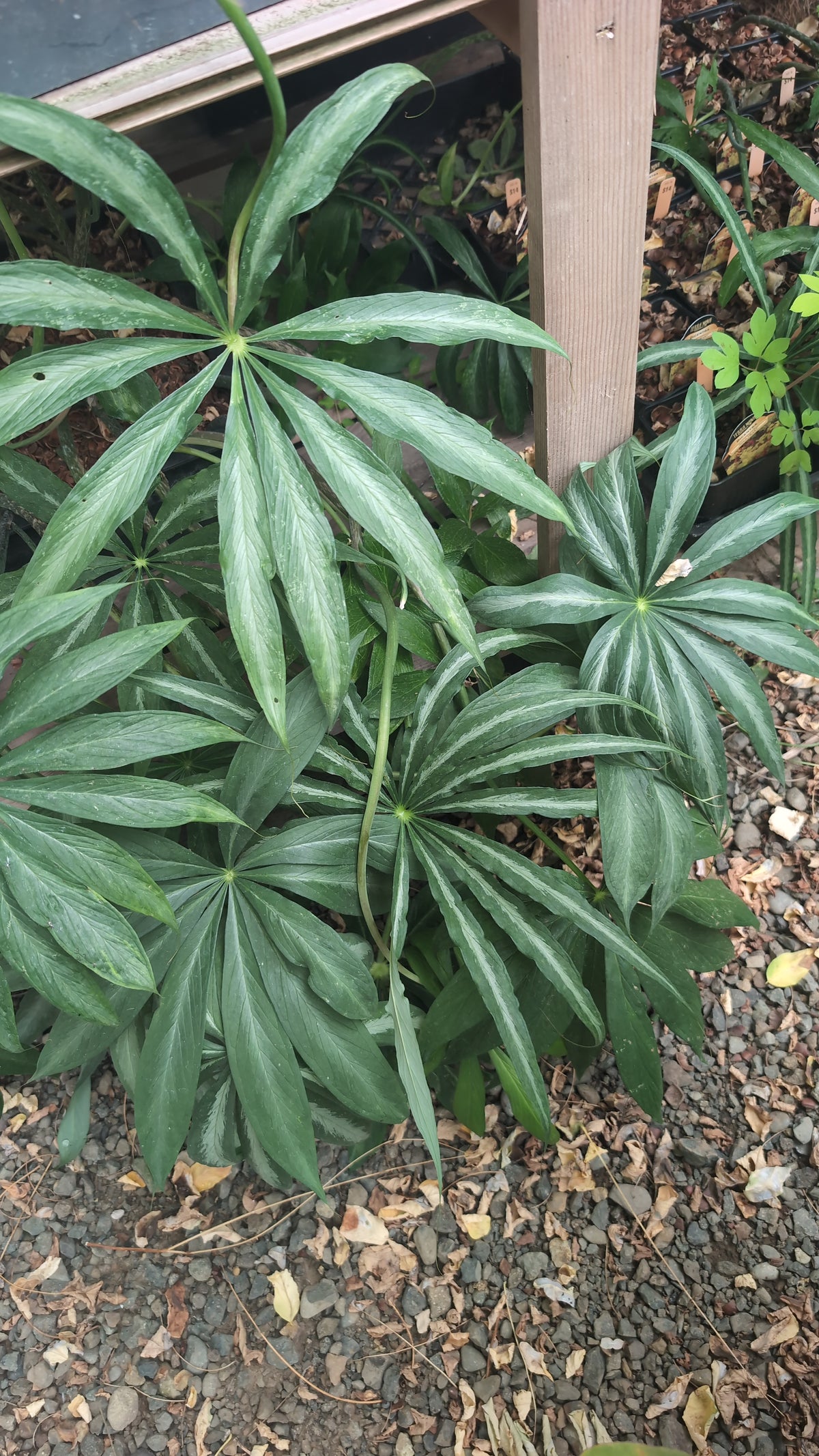 Arisaema consanguineum ‘Silver Center’