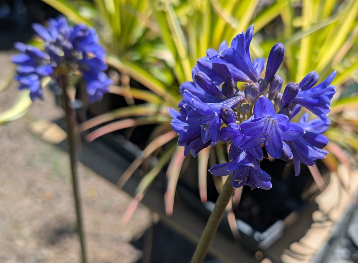 Agapanthus campanulatus