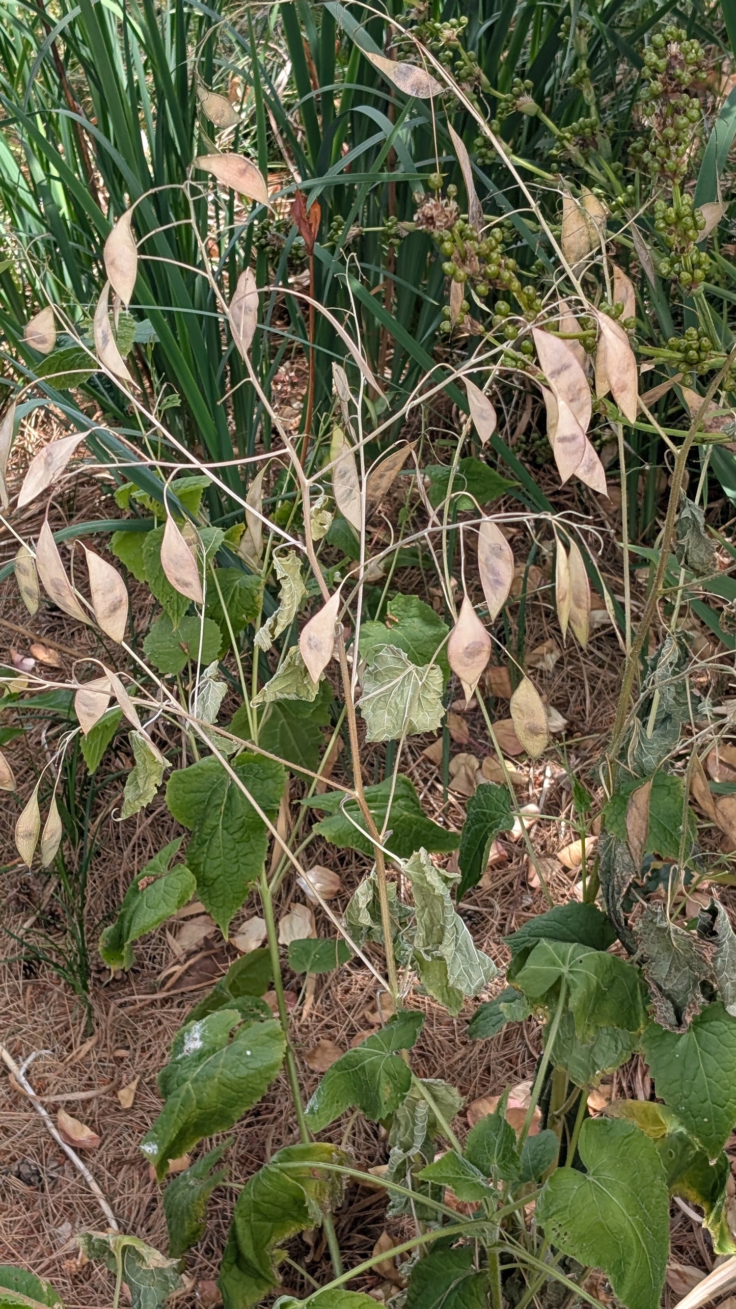 Lunaria rediviva