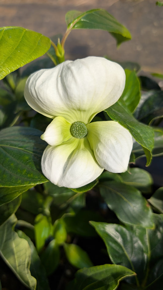 Cornus nuttallii ‘Colrigo Giant’