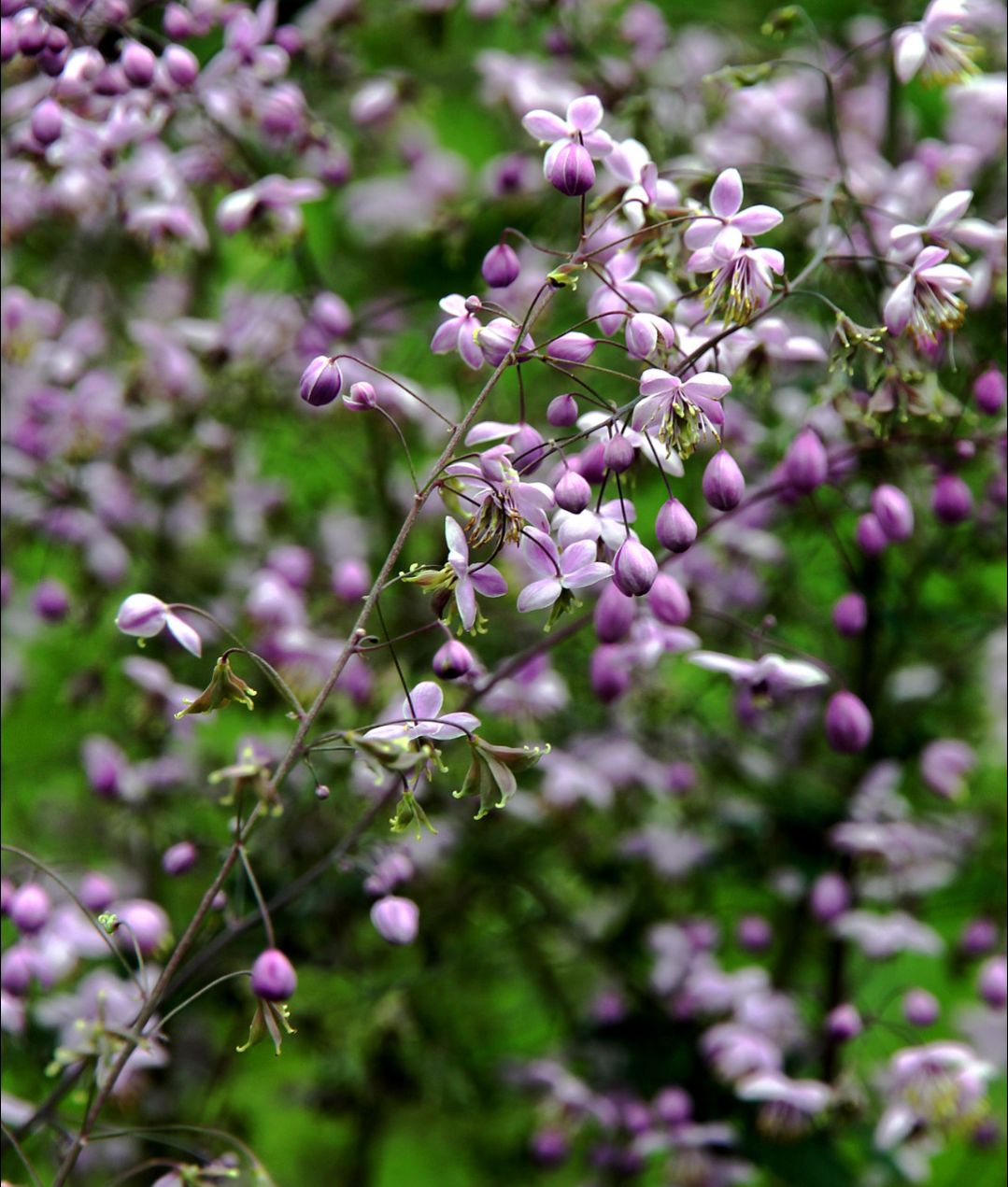 Thalictrum delavayi