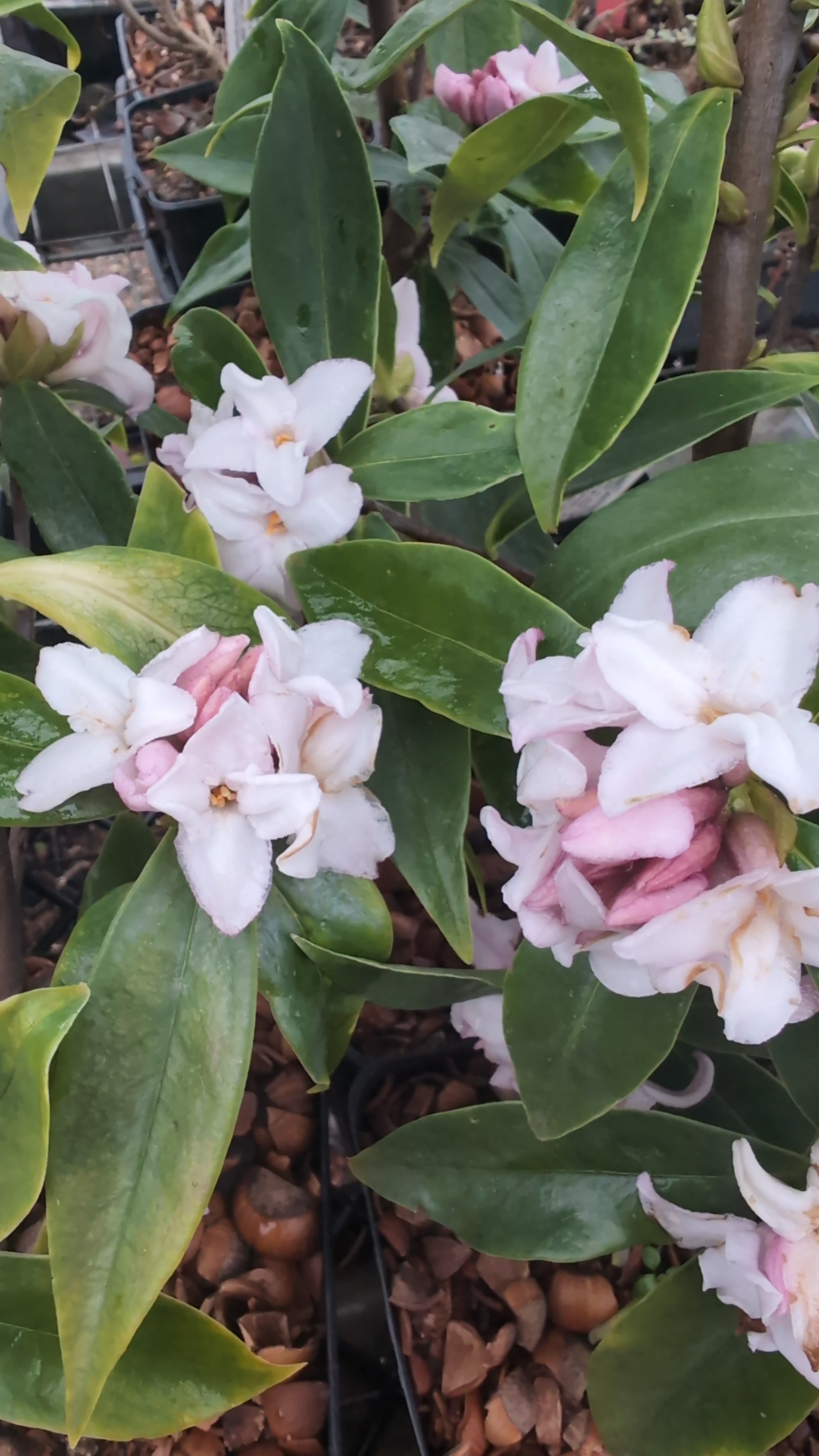 Daphne odora X bholua 'Perfume Princess' PP27662 – Secret Garden Growers
