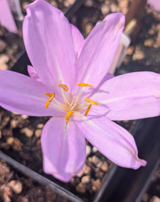 Colchicum ‘Pink Star’