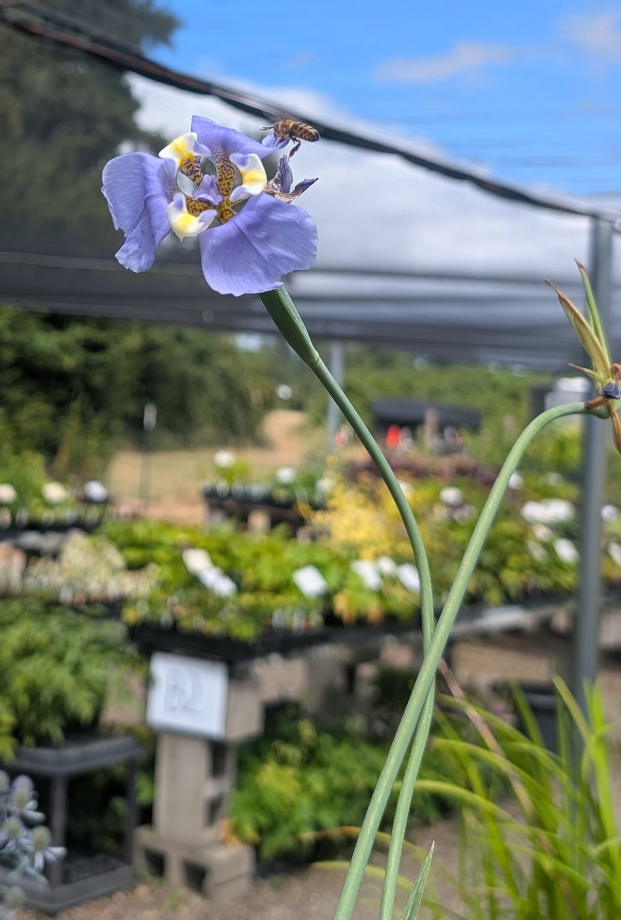 Cypella coelestis