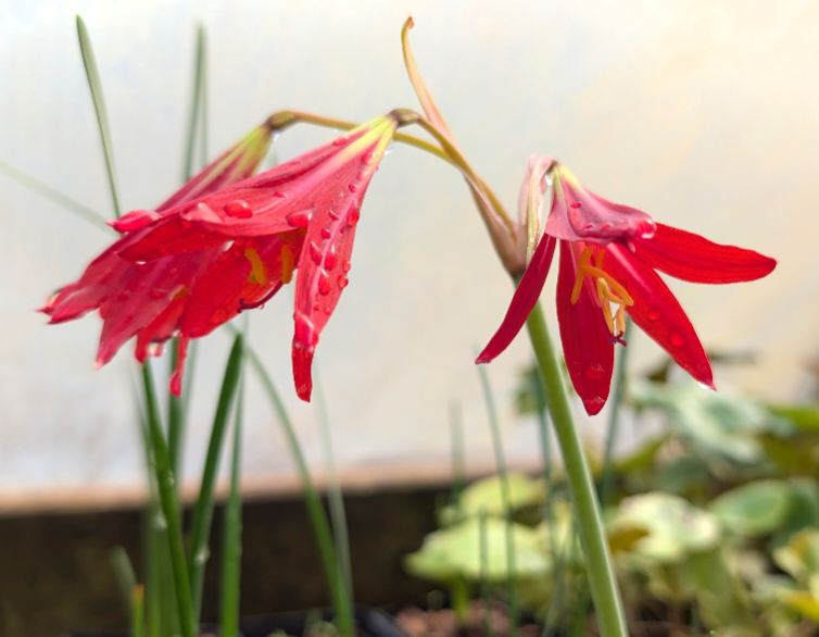 dark red lily flower Rhodophiala bifida – Secret Garden Growers